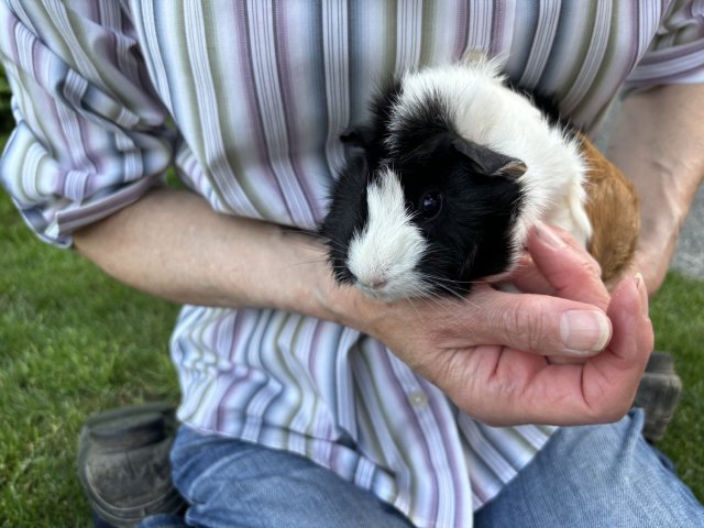 Three healthy female six month old guinea