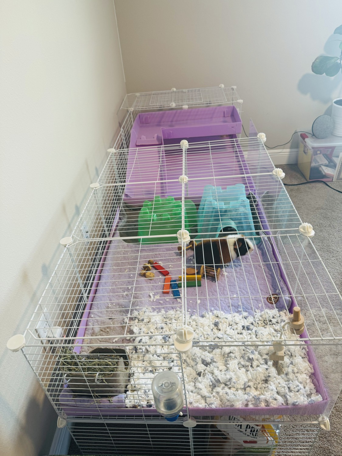 Teddy Guinea Pigs (females) - Guinea Pig Finder