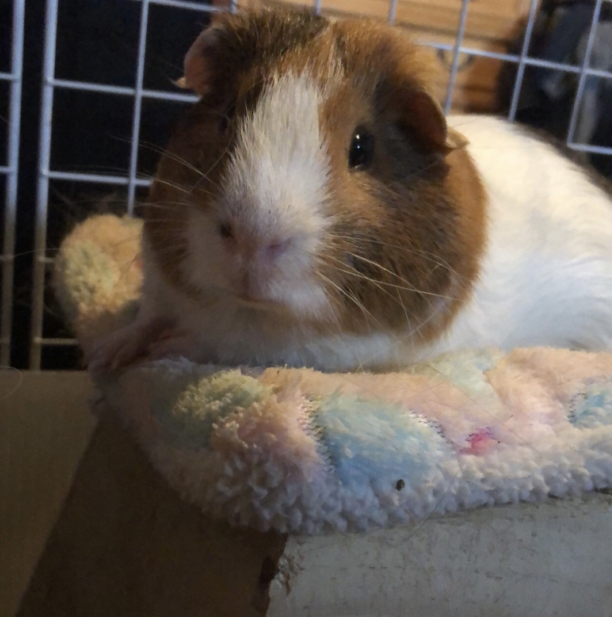 3 Year Old Male Guinea Pig For Rehoming - Guinea Pig Finder