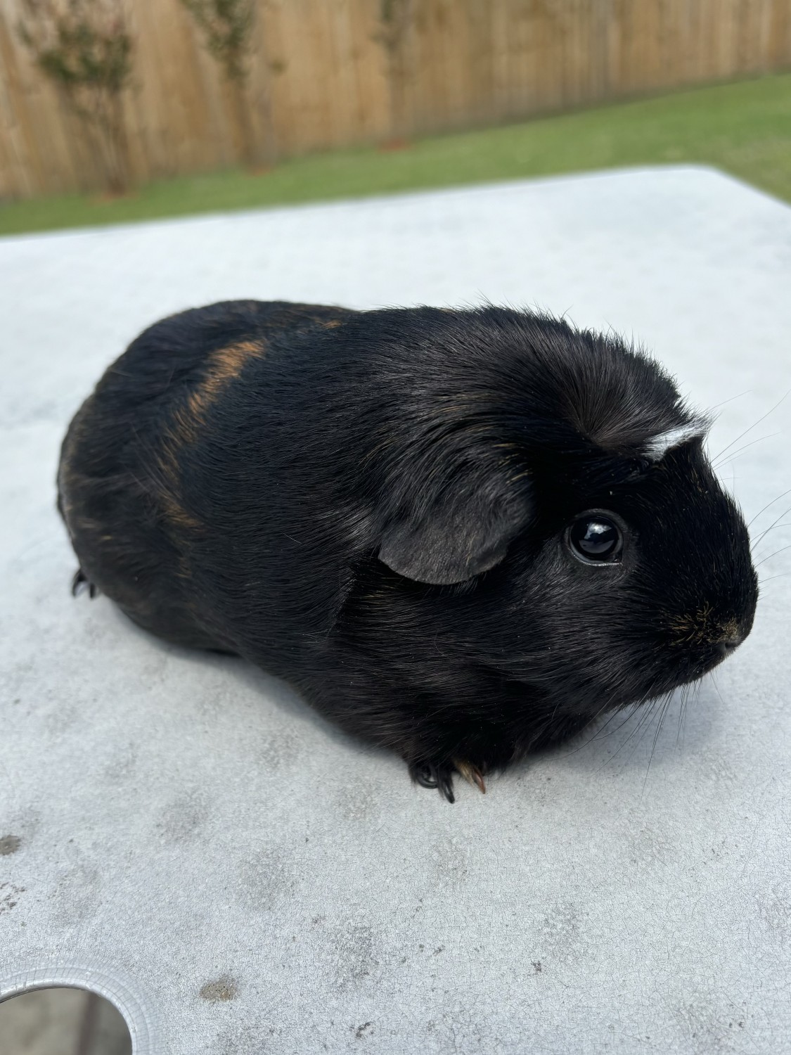 5 Female Guinea Pigs - Guinea Pig Finder