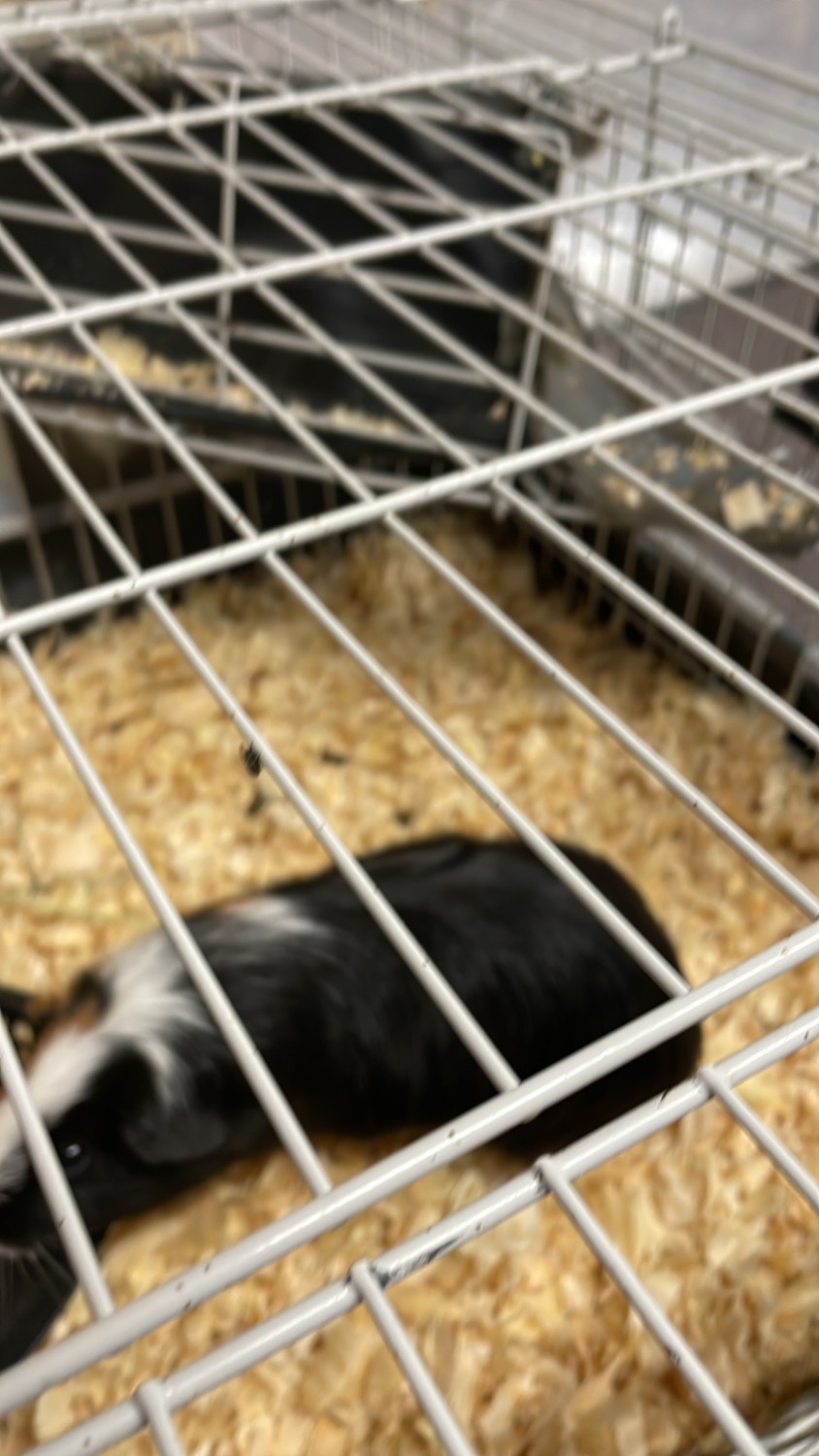 Rehoming 2 Males - Guinea Pig Finder