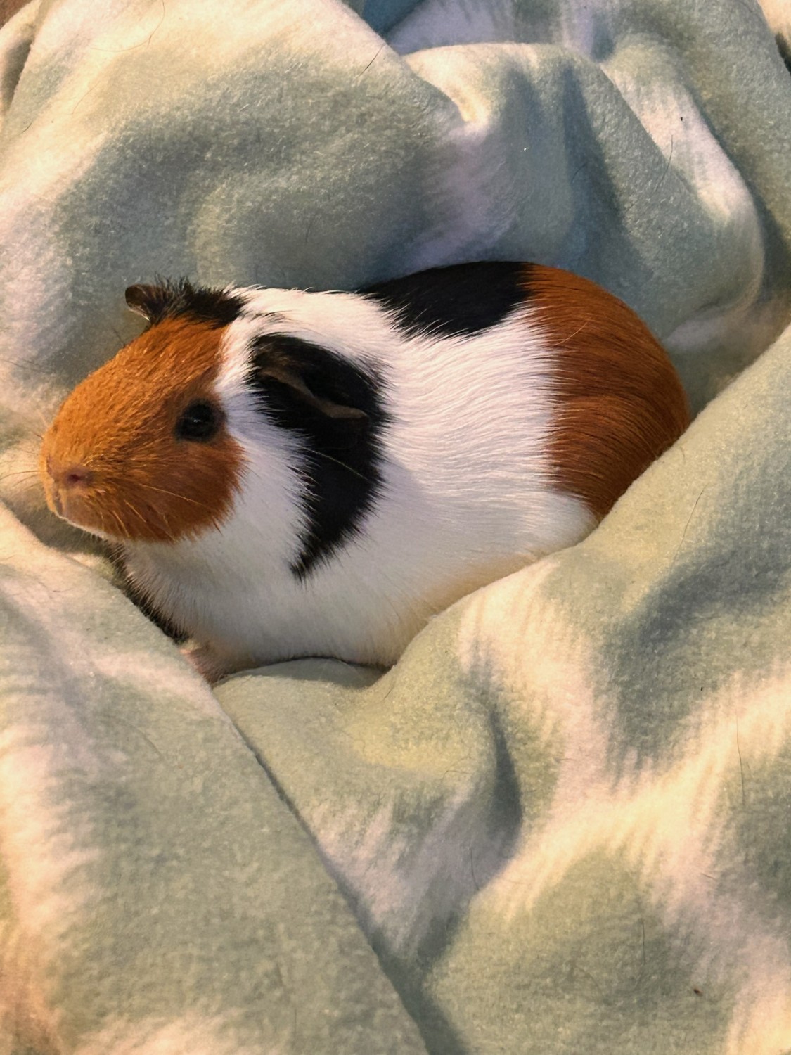 3 Baby guineas need a new home - Guinea Pig Finder