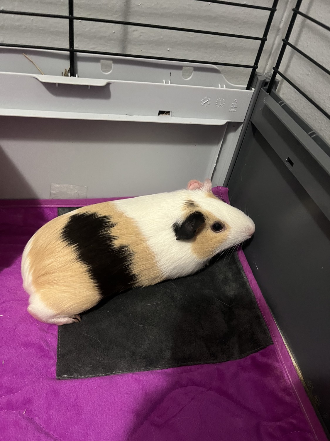 2 guinea pigs Vanilla and Brownie of 8 months - Guinea Pig Finder