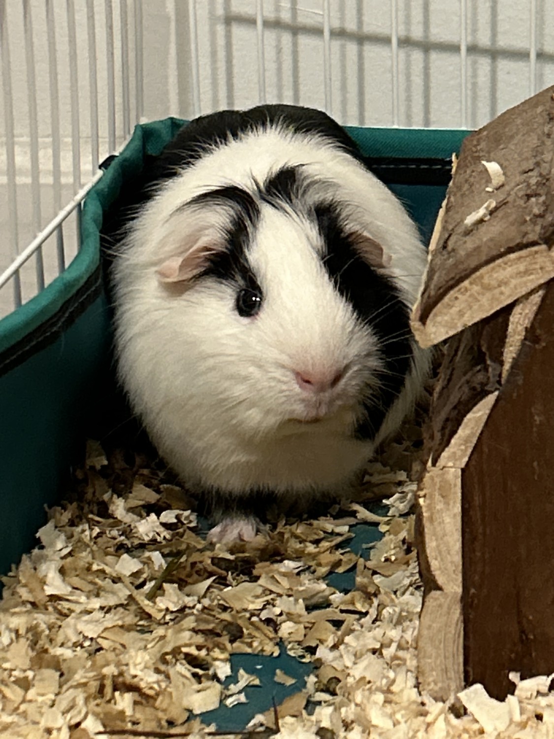 Male and Female for rehoming - Guinea Pig Finder