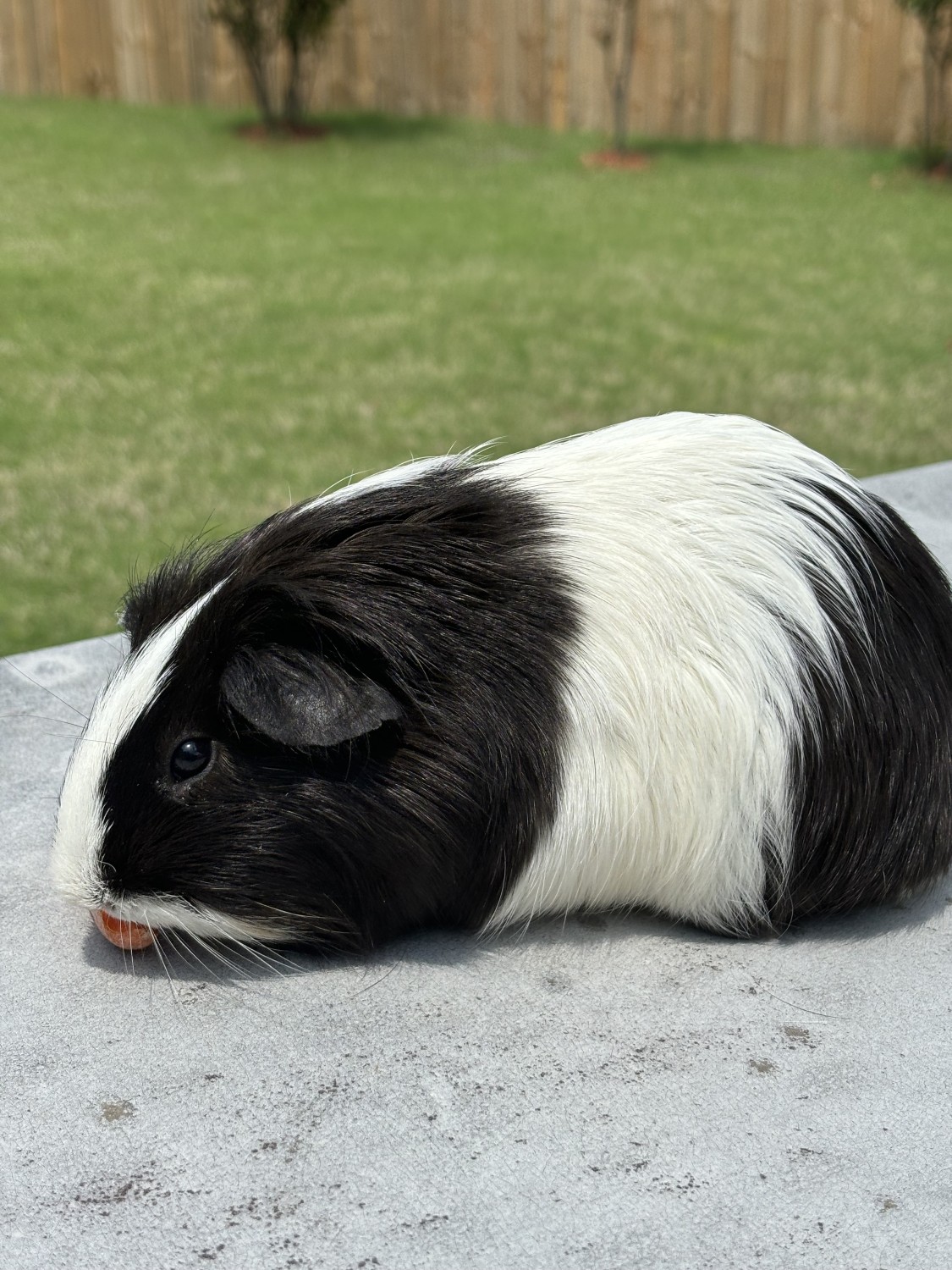 5 Female Guinea Pigs - Guinea Pig Finder