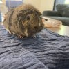 Four Young Guinea Pigs for rehoming