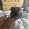 Two Bonded Female American Guinea Pigs l