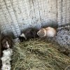 Lots of Guniea pigs needing to be rehomed