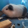 Male Piggie from MI