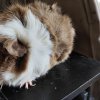 Two 3 years old guinea pigs need new home