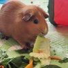 Willow - Approx 3 yr Old Female Guinea Pig