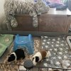 2 male PEEPOTTIE TRAINED-piggie, 6 months old