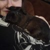 Four Female Guinea Pigs All Ages 3 &amp;amp; 4