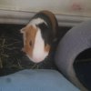 Rehoming a 3 month old, Male, Guinea Pig