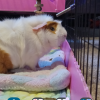 2 guinea pigs a cage, bedding, toys, and food