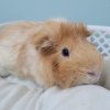 Male Pig In Need of a New Home &amp;amp; Friend(s)