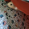 2 male guinea pigs