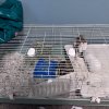 Rehoming two female guinea pigs