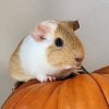 Young Female Guinea Pig