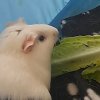 1 Female guinea pig desperate for a new home