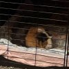 Moving and Sick, 2 Males 1 Female