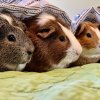 Bonded Friendly Guinea Pig Trio