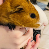 Female guinea pig Longview Tx