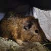 Rehoming three 5 month male guinea pigs