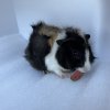10 Week Old Male Guinea Pig