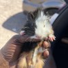 3 girls/ 2 boys need new home