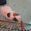 Bean and peanut 4yr old abyssinian guinea pig