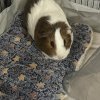 Rehoming 2 Female Guinea Pigs Due to Move