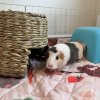 2 Female Guinea Pigs