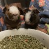 BIRMINGHAM AL 2 SKINNY PIGS, BOTH MALE.