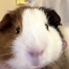 Cute Guinea Pig