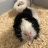 Abyssinian Female Guinea Pig | Name: Daisy