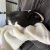 Adorable Sister Guineas Looking To Rehome