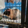 2 Guinea Pigs need new home