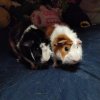 2 Adult Guinea Pigs For Adoption