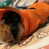 Tricolor Male Abyssinian Guinea Pig