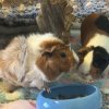 2 Female Guinea Pigs &amp;amp; Set Up (1 yr old)