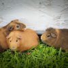 Family Fur-ever: Dad &amp;amp; Two Sons Rehome Ready