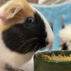 2 female guinea pigs: sweet &amp;amp; need a new home