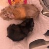 Rehoming 4 Guinea Pigs