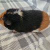 Bucky, 3 year old female