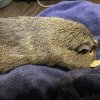 Two Five Year Old Male Bonded Pair