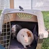 Copper &amp;amp; Silver - Bonded Adult Male Pair