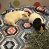 Archie &amp;amp; Scooter, Bonded Males!