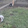 Two Female Guinea Pigs (Cage Included)
