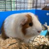 Circuit - One Male Piggie